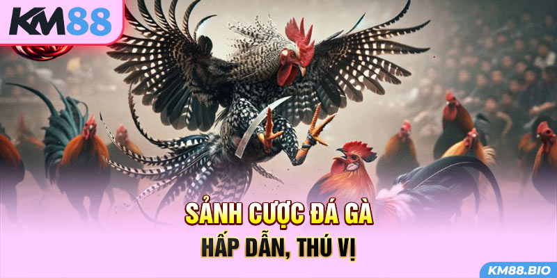 sanh-cuoc-da-ga-hap-dan-thu-vi